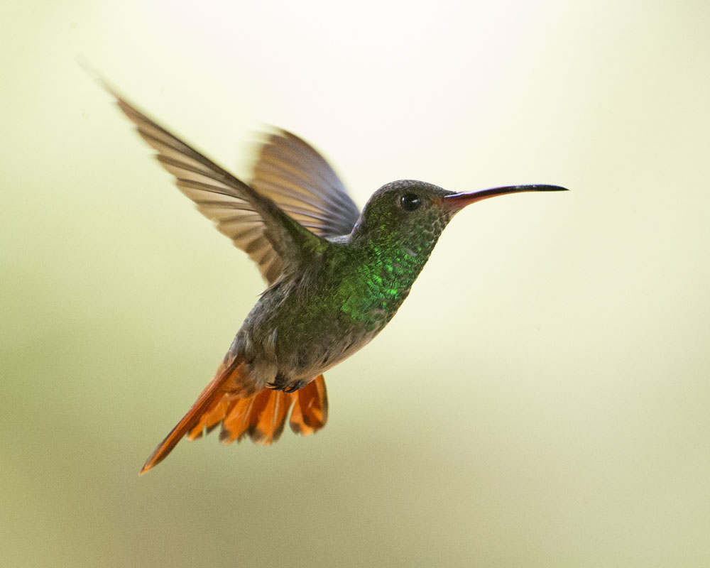 An Amazilia hummingbird in flight, with a green throat and a russet tail