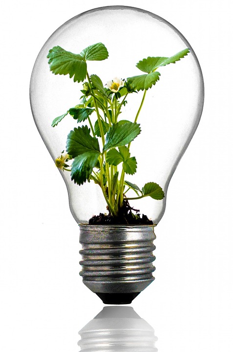 Image symbolisant la croissance du CA des sites web présentant une plante poussant dans une ampoule de verre