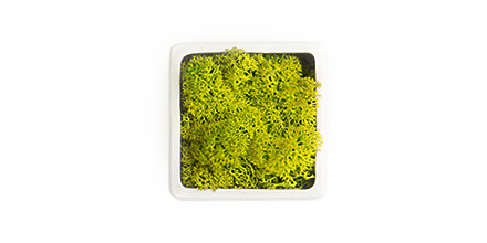 Lichen des rennes