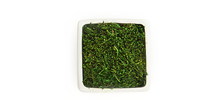 Mousse des bois